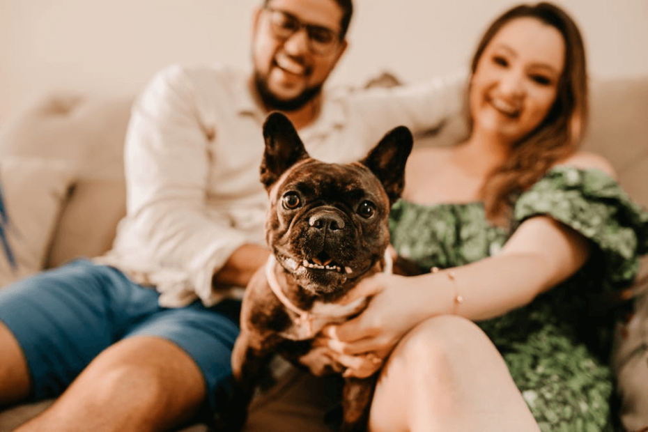 Pet friendly airbnb
