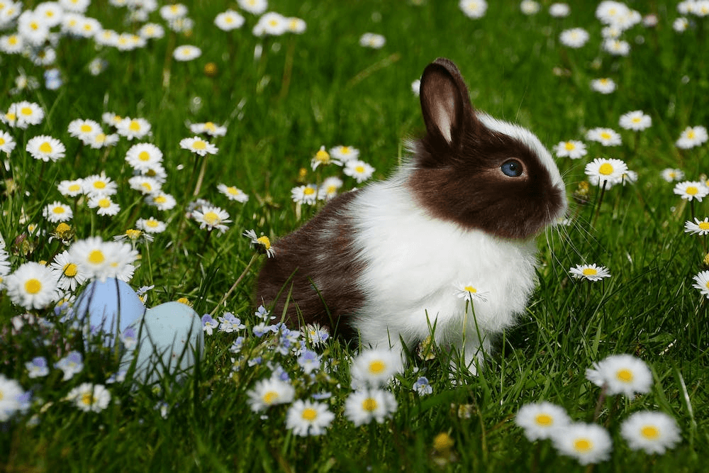 Cute bunny name ideas