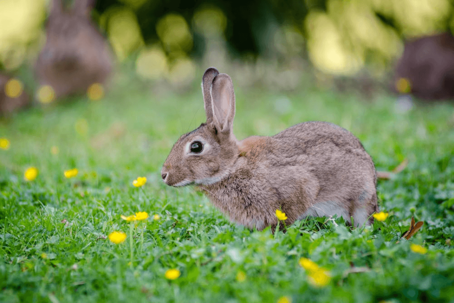 Cute bunny names