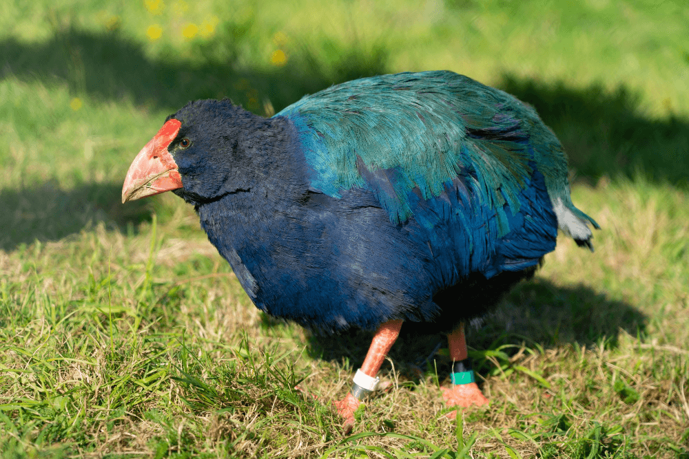 Flightless birds of New Zealand