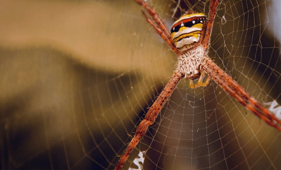 Banana spider