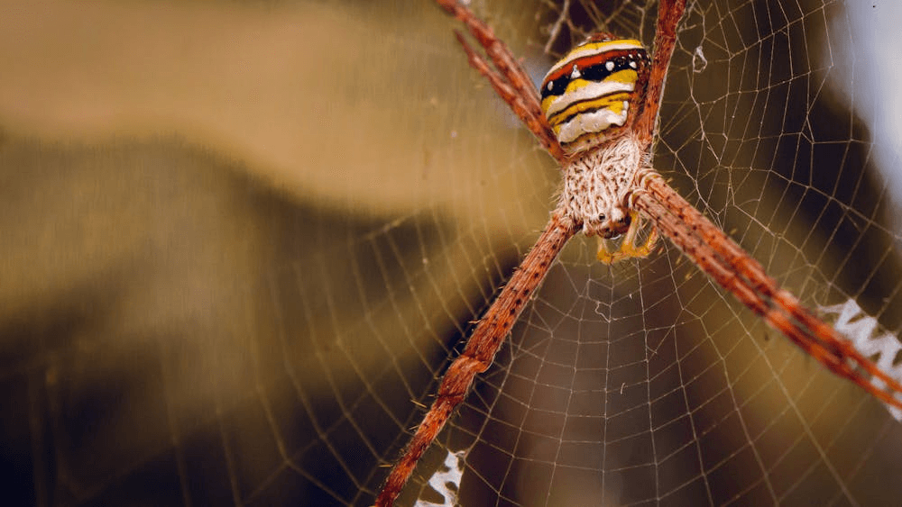 Banana spider