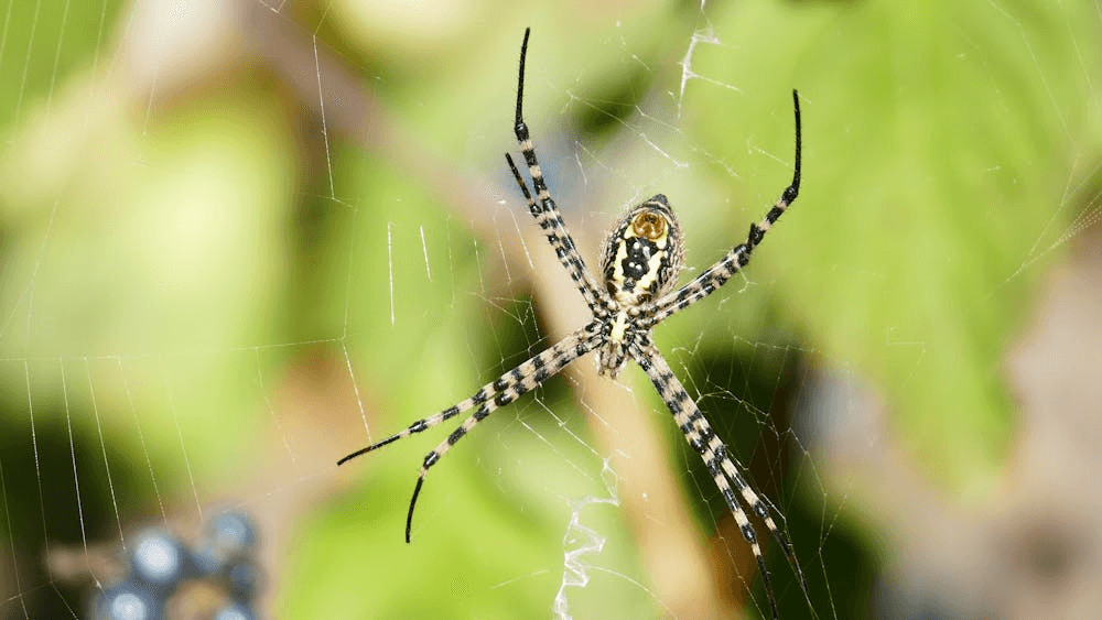 Banana spider's life