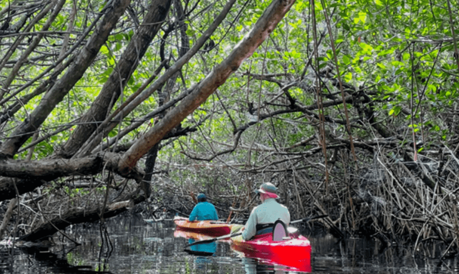 Tips for visiting the everglades