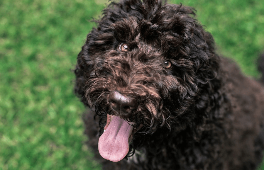 Caring for a german shepherd poodle mix