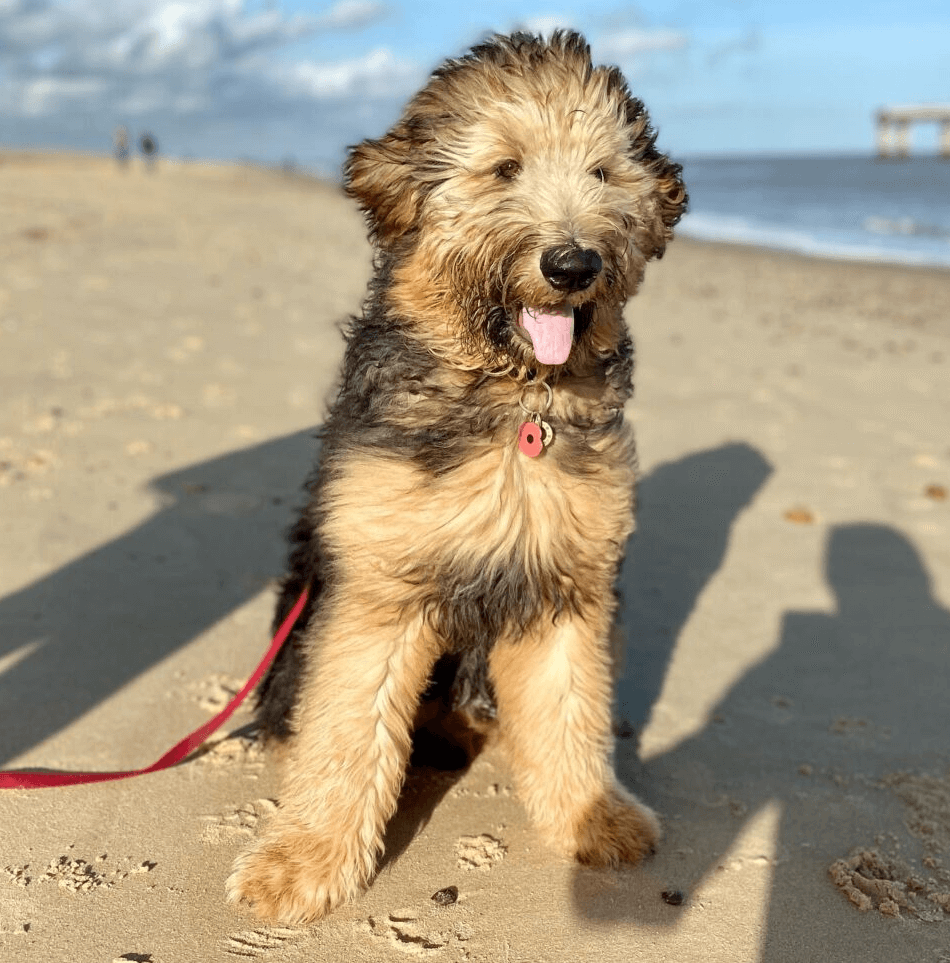 Is a german shepherd poodle mix right for you