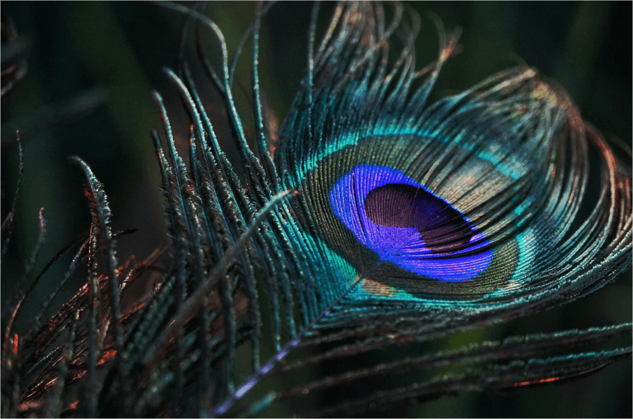 why we are fascinated by peacock feathers