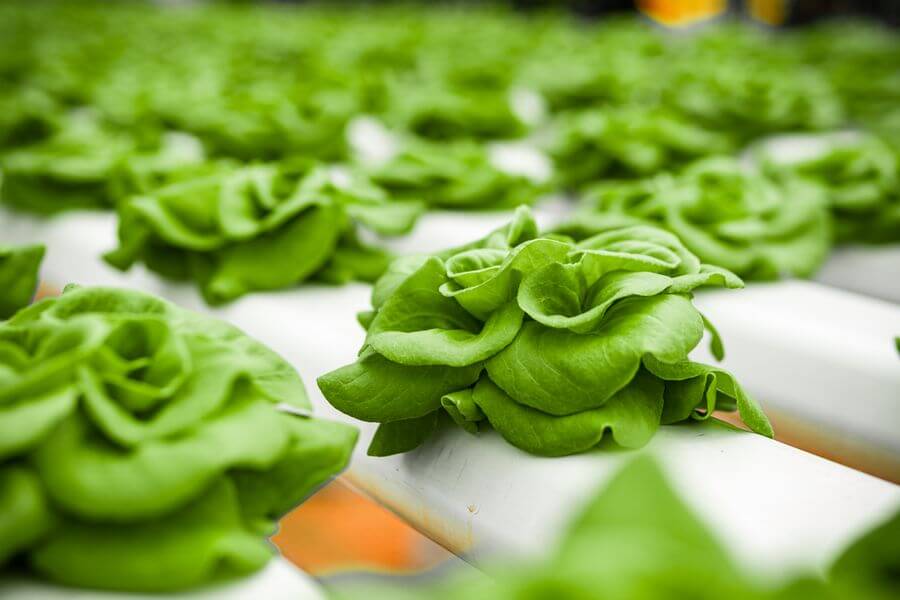 algae in hydroponics
